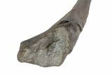 Hadrosaur (Hypacrosaurus) Ulna with Metal Stand - Montana #145217-6